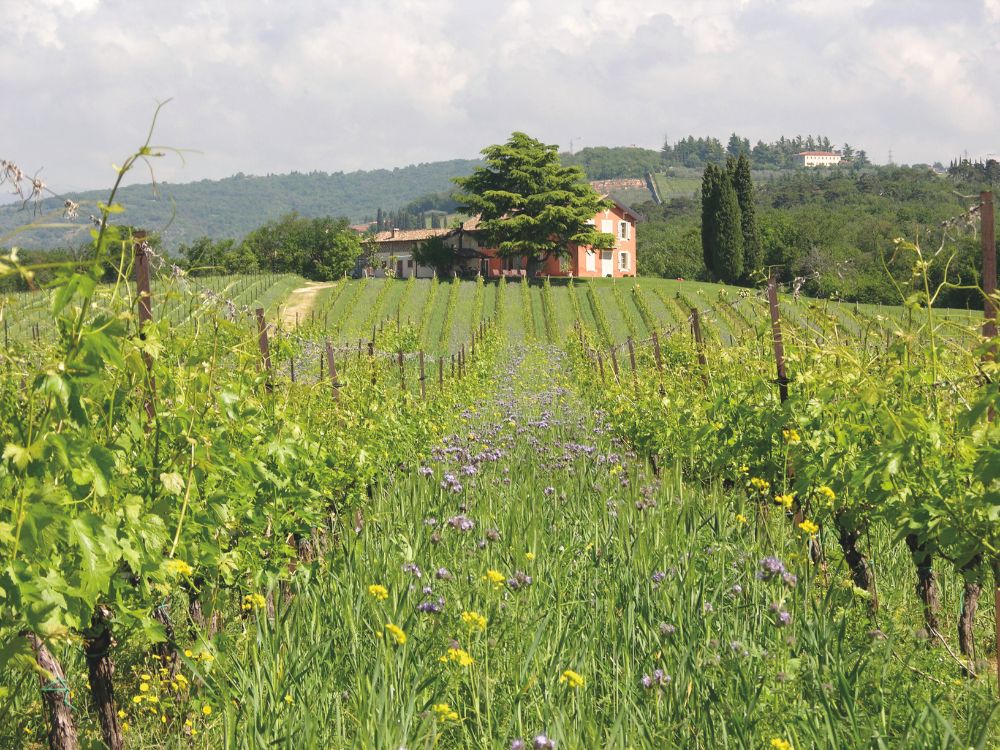 A view of a vineyard with wildflowers and rolling hills in the background