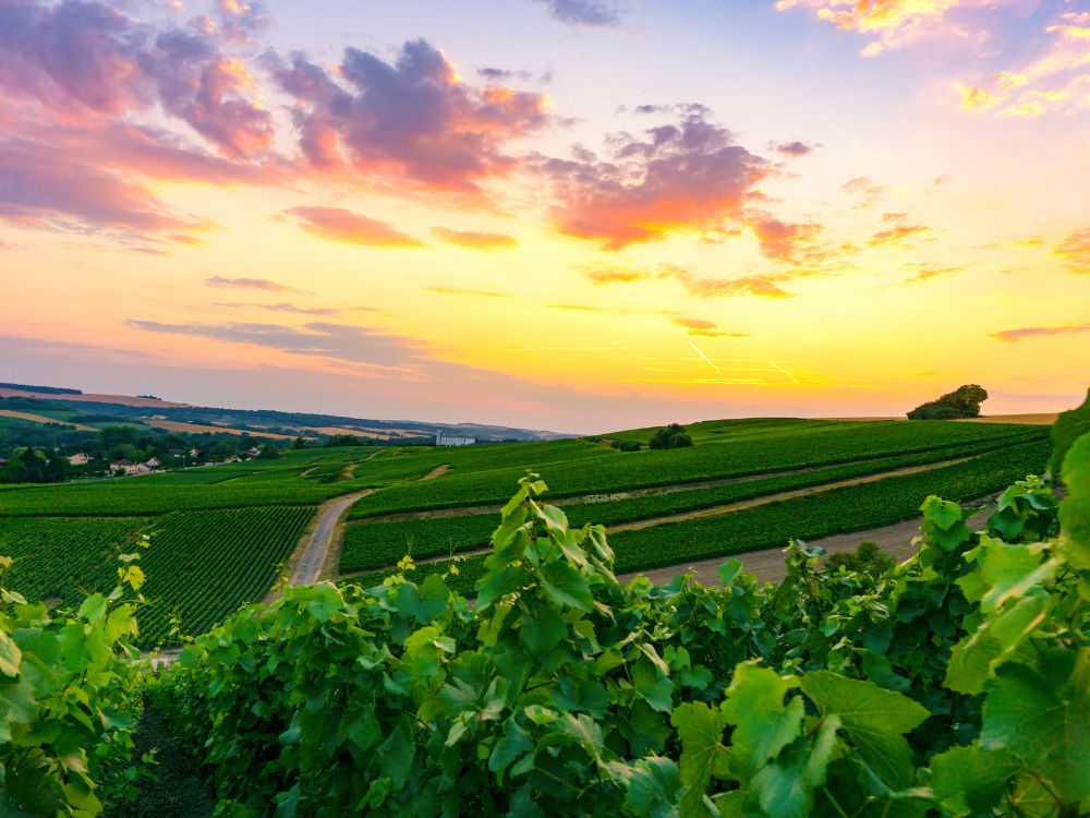 Everything You Need To Know About Grower Champagne