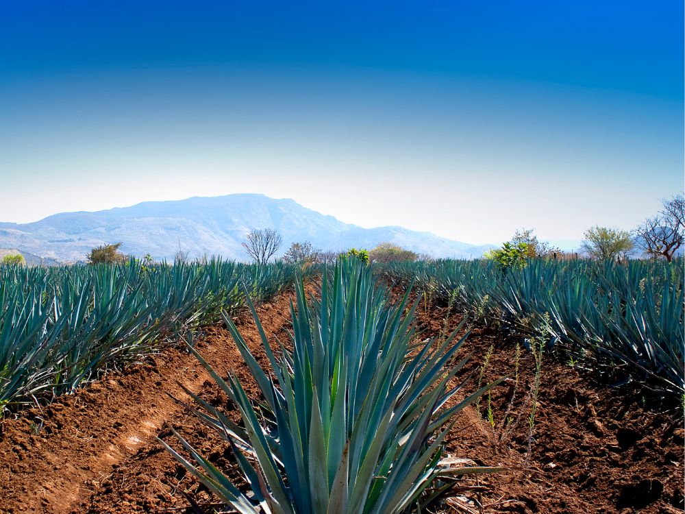 Agave plants in Mexico